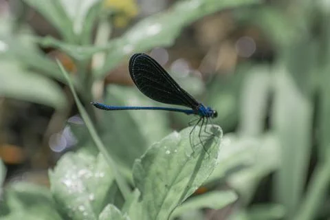 Closeup view of a damselfly Foto stock
