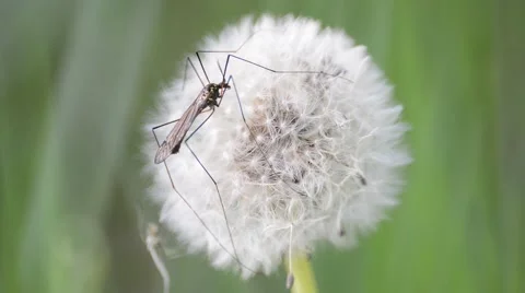 Closeup View of Dandelion With Crane Fly Stock Footage 50377818