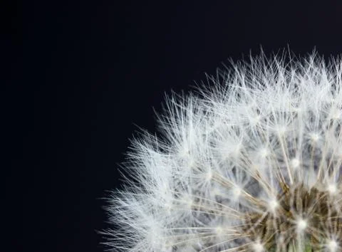 Closeup view of dandelion Stock Photos