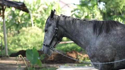 Closeup view of the dark gray horse in the stable Stock Footage 258642111