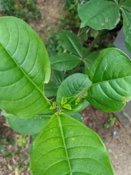Closeup view of dark green leaf in sunlight Stock Photos