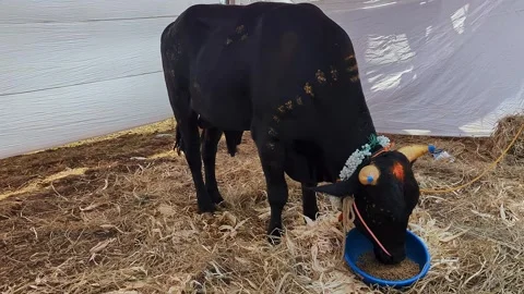 Closeup view of decorated black calf at krishi mela showcasing rural livest.. Vídeos de archivo 335279404