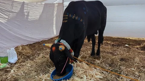 Closeup view of decorated black calf at krishi mela showcasing rural livest.. 스톡 동영상 335279489