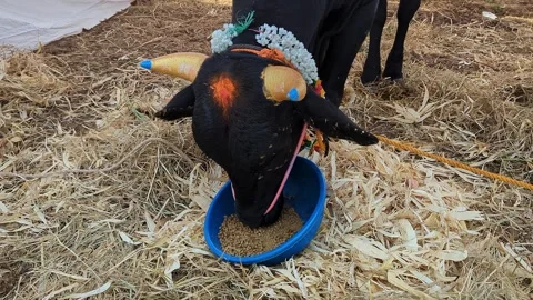 Closeup view of decorated black calf at krishi mela showcasing rural livest.. 스톡 동영상 335279514