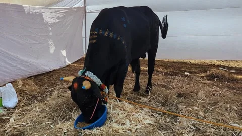 Closeup view of decorated black calf at krishi mela showcasing rural livest.. 스톡 동영상 335279603