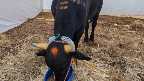 Closeup view of decorated black calf at krishi mela showcasing rural livest.. 스톡 동영상 335279684