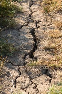 Closeup view of deep cracks in the ground due to drought with dry grass Stock Photos