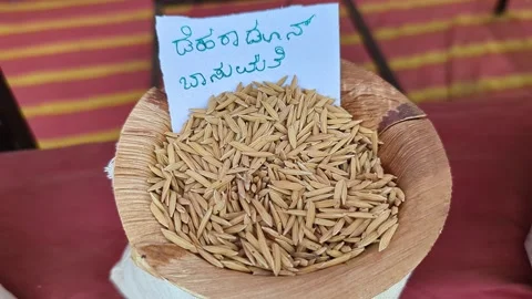 Closeup view of dehradun basmati rice displayed at krishi mela showcasing f.. Vídeos de archivo 334553936