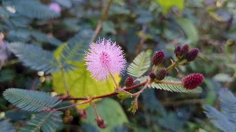 Closeup view of the delicate pink flower and leaves of the sensitive touch .. Stock Footage 325762694