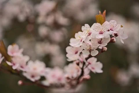 Closeup view of delicate spring black cherry plum Prunus cerasifera Nigra bloom Stock Photos