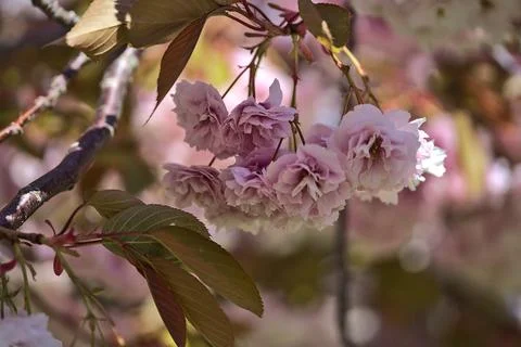 Closeup view of delicate spring pink cherry (Prunus Shogetsu Oku Miyako) blossom Stock Photos