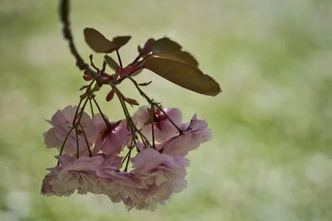 Closeup view of delicate spring pink cherry (Prunus Shogetsu Oku Miyako) blossom Foto stock