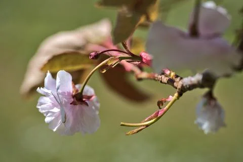 Closeup view of delicate spring pink cherry (Prunus Shogetsu Oku Miyako) blossom Stock Photos