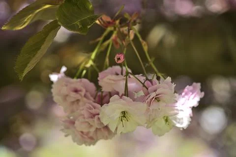 Closeup view of delicate spring pink cherry (Prunus Shogetsu Oku Miyako) blossom Stock Photos