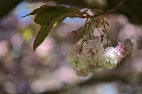 Closeup view of delicate spring pink cherry (Prunus Shogetsu Oku Miyako) blossom Stock Photos