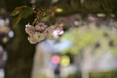 Closeup view of delicate spring pink cherry (Prunus Shogetsu Oku Miyako) blossom Stock Photos