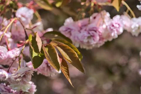 Closeup view of delicate spring pink cherry (Prunus Shogetsu Oku Miyako) blossom Stock Photos