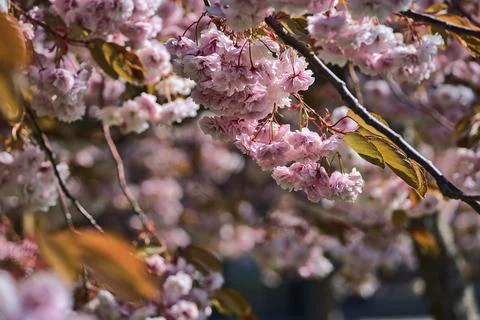 Closeup view of delicate spring pink cherry (Prunus Shogetsu Oku Miyako) blossom Stock Photos