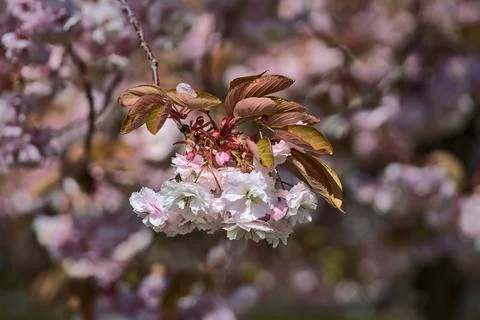Closeup view of delicate spring pink cherry (Prunus Shogetsu Oku Miyako) blossom Foto stock