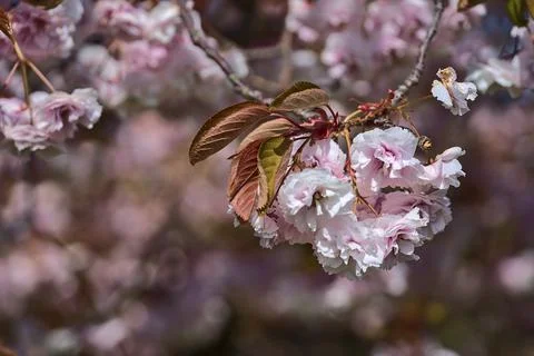 Closeup view of delicate spring pink cherry (Prunus Shogetsu Oku Miyako) blossom Stock Photos