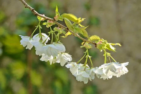 Closeup view of delicate spring white cherry (Prunus Shogets Oku Miyako) bloom Stock Photos