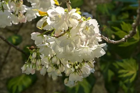 Closeup view of delicate spring white cherry (Prunus Shogets Oku Miyako) bloom Stock Photos