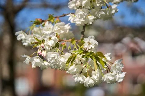 Closeup view of delicate spring white cherry (Prunus Shogets Oku Miyako) bloom Stock Photos