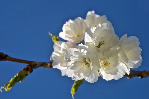 Closeup view of delicate spring white cherry (Prunus Shogetsu Oku Miyako) bloom Stock Photos