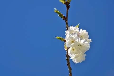 Closeup view of delicate spring white cherry (Prunus Shogetsu Oku Miyako) bloom Stock Photos