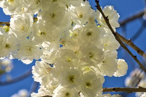 Closeup view of delicate spring white cherry (Prunus Shogetsu Oku Miyako) bloom Stock Photos