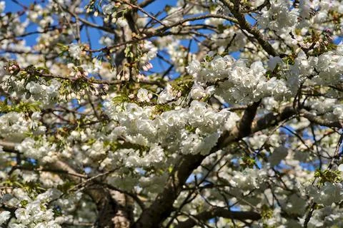 Closeup view of delicate spring white cherry (Prunus Shogetsu Oku Miyako) bloom Stock Photos