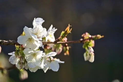Closeup view of delicate spring white cherry (Prunus Shogetsu Oku Miyako) bloom Stock Photos