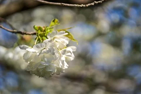 Closeup view of delicate spring white cherry (Prunus Shogetsu Oku Miyako) bloom Stock Photos