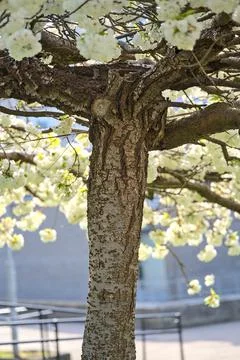 Closeup view of delicate spring white cherry (Prunus Shogetsu Oku Miyako) bloom Stock Photos