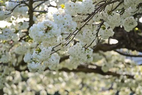 Closeup view of delicate spring white cherry (Prunus Shogetsu Oku Miyako) bloom Foto stock