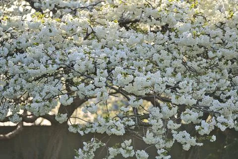 Closeup view of delicate spring white cherry (Prunus Shogetsu Oku Miyako) bloom Stock Photos