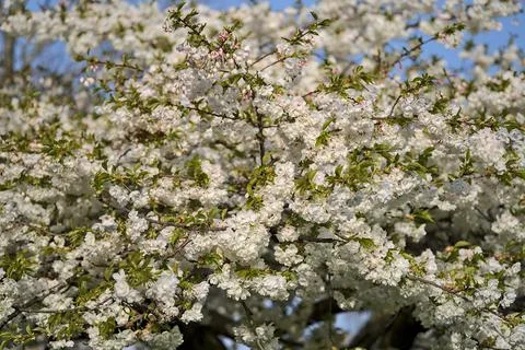 Closeup view of delicate spring white cherry (Prunus Shogetsu Oku Miyako) bloom Stock Photos