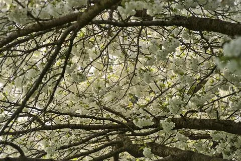 Closeup view of delicate spring white cherry (Prunus Shogetsu Oku Miyako) bloom Stock Photos