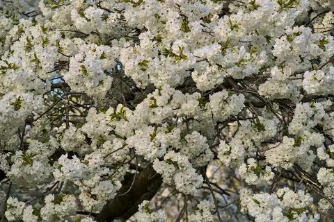 Closeup view of delicate spring white cherry (Prunus Shogetsu Oku Miyako) bloom Stock Photos