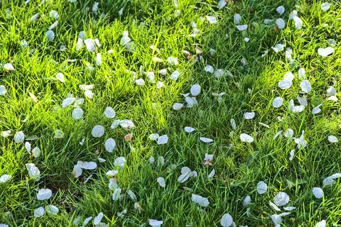 Closeup view of delicate spring white cherry blossoms on moring lawn grass Stock Photos