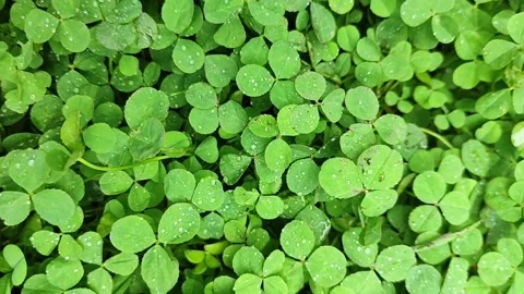 Closeup view of dense green clover groundcover with clear rain droplets, Stock Footage 341668199