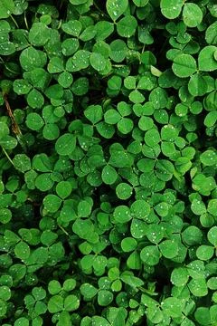 Closeup view of dense green clover groundcover with clear rain droplets, Foto stock