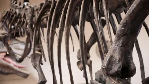 Closeup view of the dinosaur bones Stock Footage 261891351