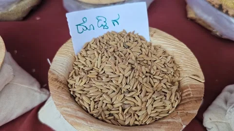 Closeup view of doddiga paddy displayed at krishi mela showcasing grain textu Stock Footage 334553608