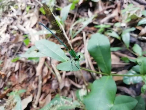 Closeup view of dragon fly on a leaf Stock Photos