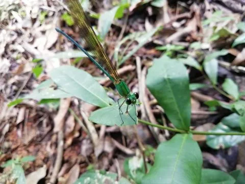 Closeup view of a dragon fly over the leaf Foto stock