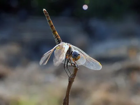 A closeup view of a dragonfly insect Stock Photos