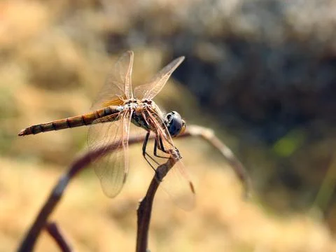 A closeup view of a dragonfly insect Stock Photos