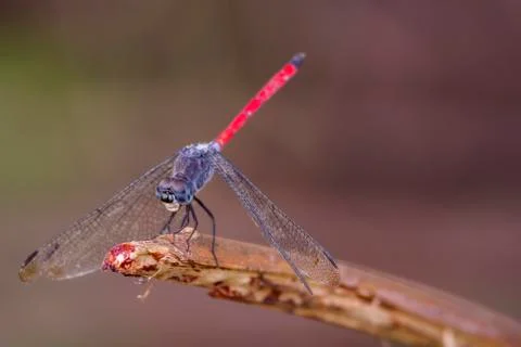 Closeup view of a dragonfly Foto stock