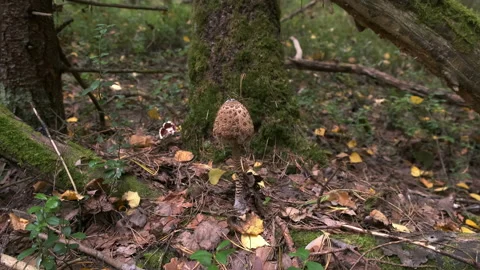 Closeup view of dried fly agaric poisoning mushroom growing in autumn forest. Video stock 146167920